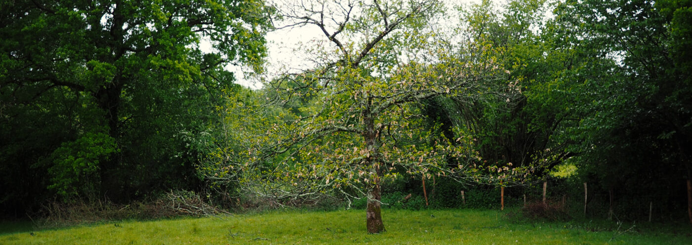 Les Jardins de la Sorcière