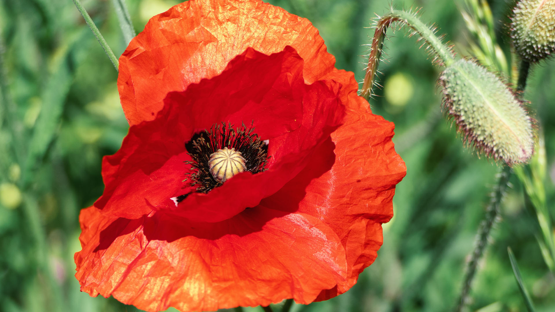 Coquelicot 1