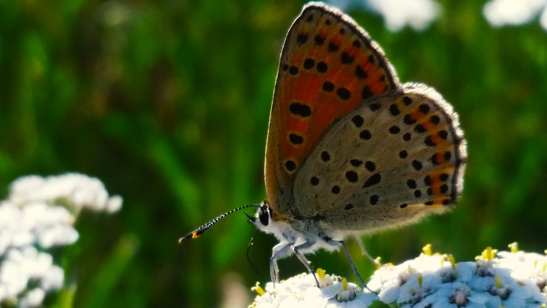 Papillon 1