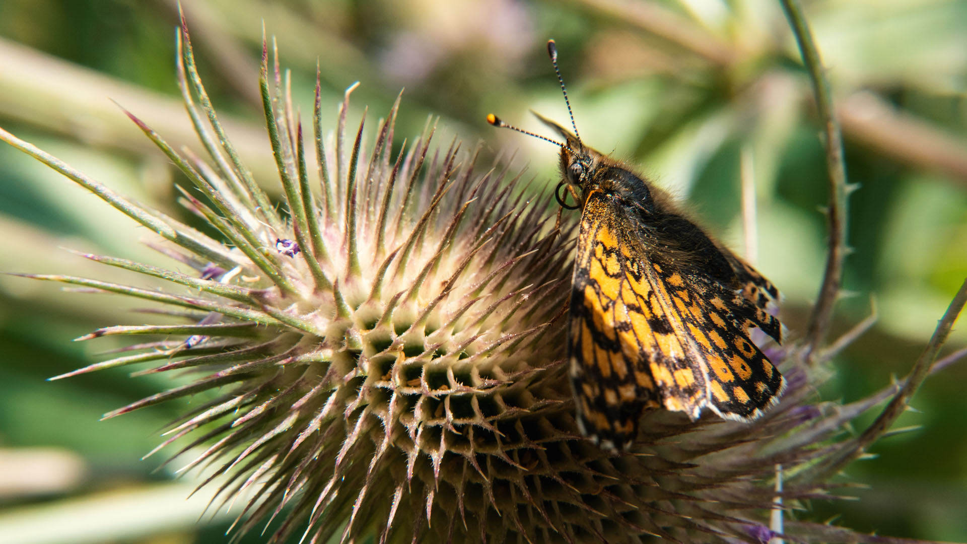 Papillon 2