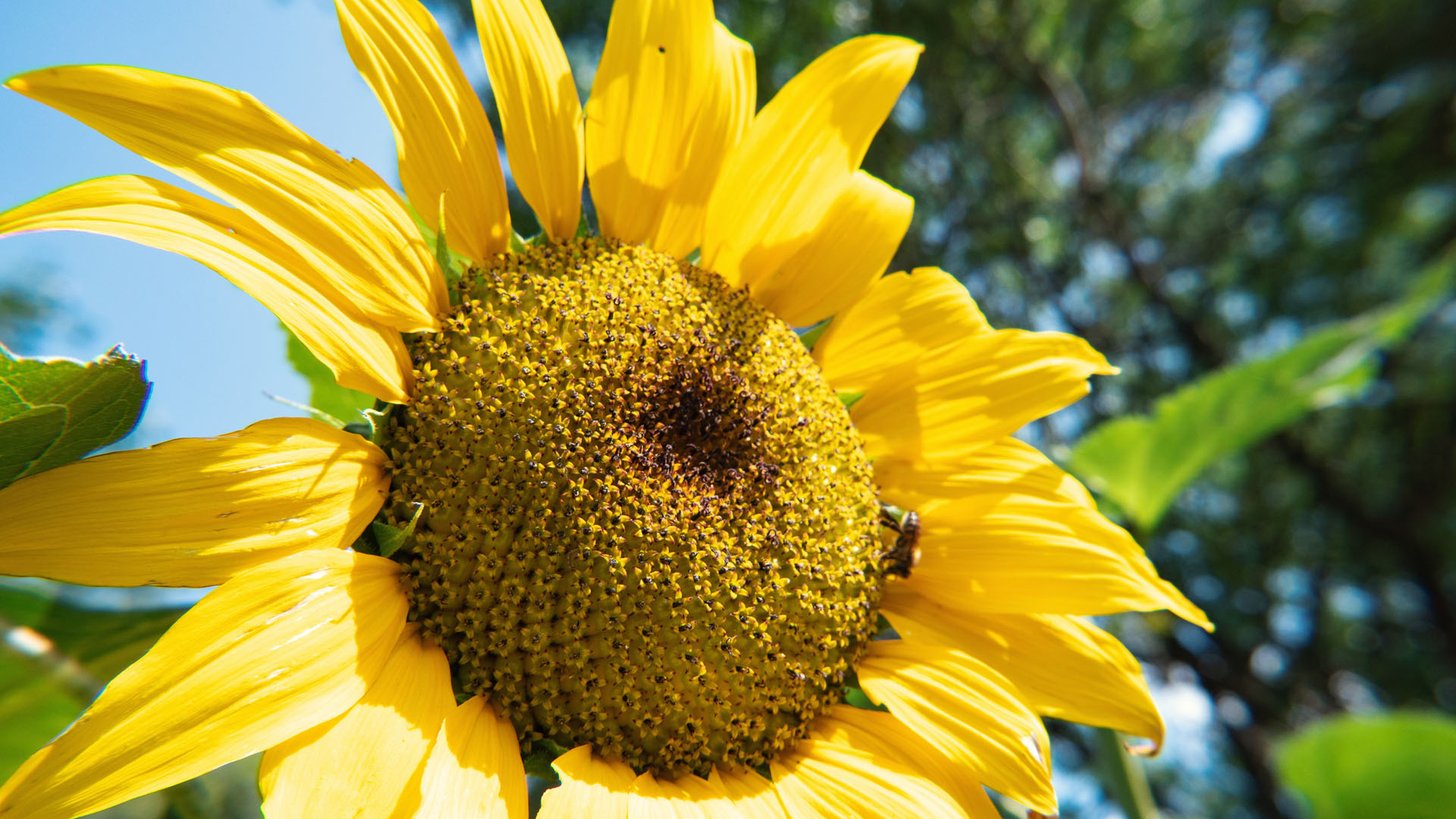Tournesol 1